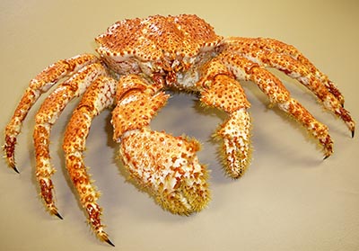 Chilean Snow Crab (Antarctic)